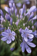 Agapanthus