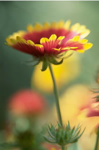 gerbera daisy