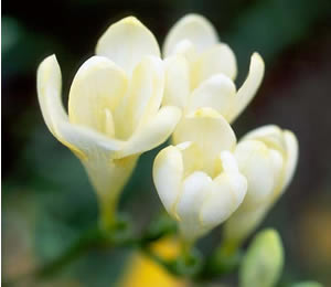 freesia, a beautiful wedding flower