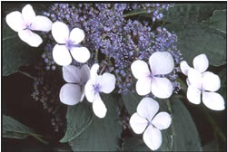 hydrangea